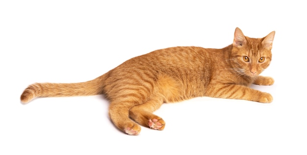 Red cat is lying on the floor isolated on a white