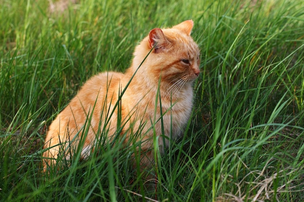 The red cat is sitting in the grass