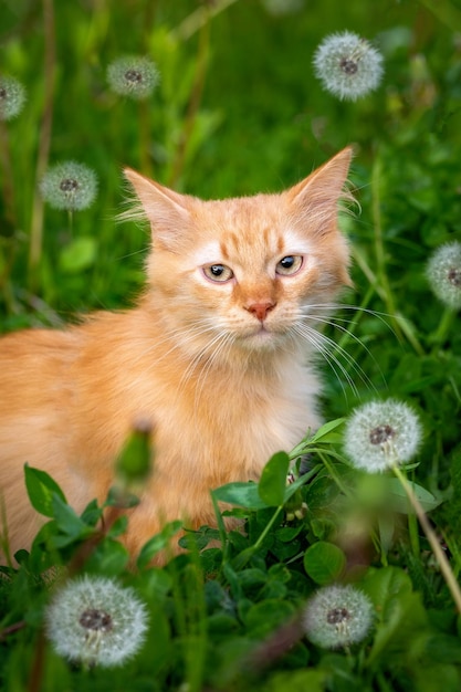 Red cat on a lawn with dandelions