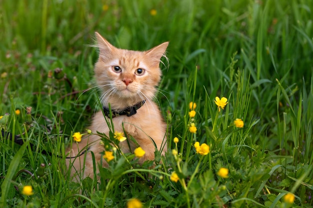 Red cat on the lawn with yellow flowers