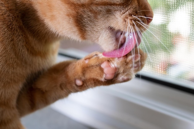 Red cat licks his paw close up