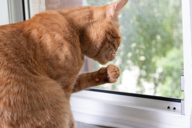 Red cat licks his paw close up