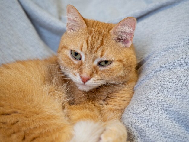 A red cat lies on a gray blanket and looks at the camera. Pets