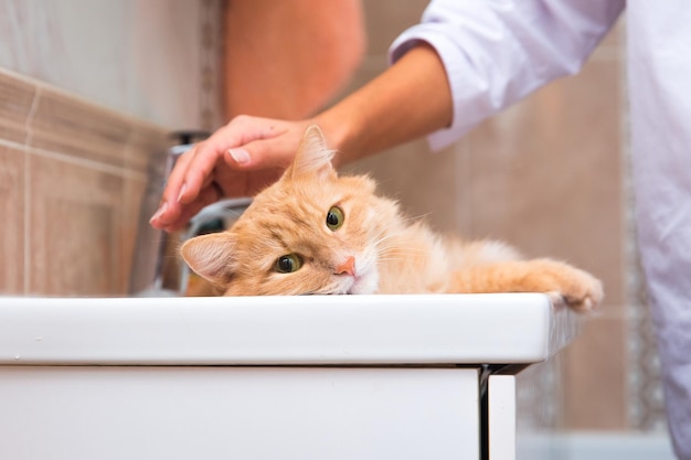 The red cat lies in the sink in the bathroom and is stroked by a hand