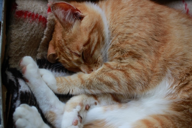 A red cat lies in a white suitcase