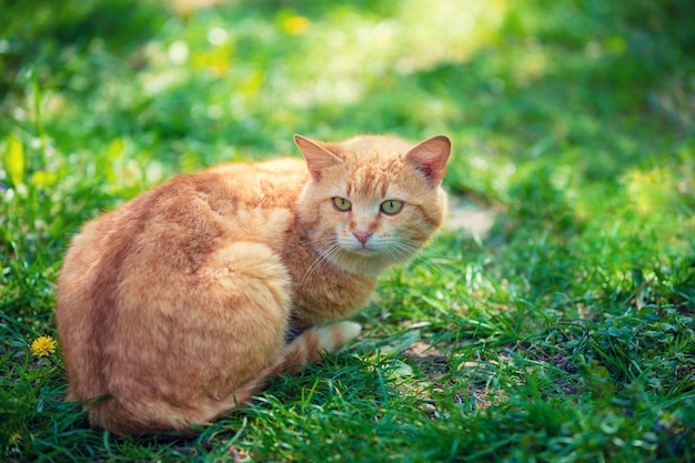 Red cat lying outdoor on the grass