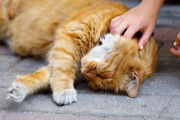 Red cat lying on the street stroking the wool. High quality photo