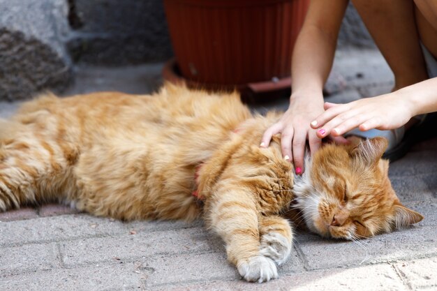 Red cat lying on the street stroking the wool. High quality photo