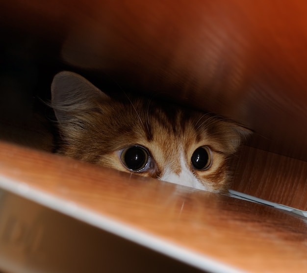 Photo red cat peeping between the legs of the table