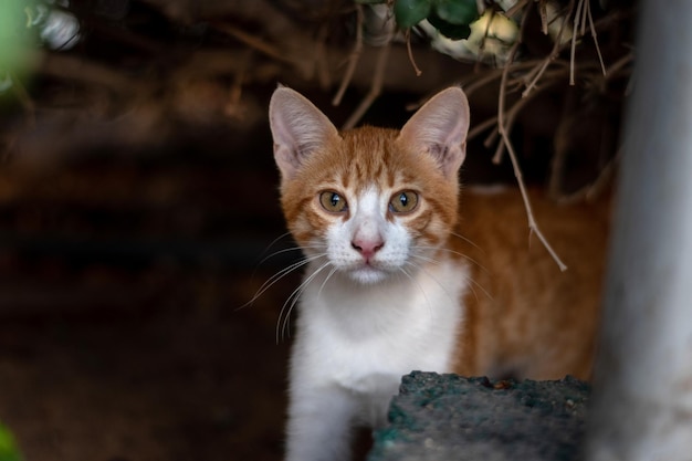 Red cat portrait looking at camera