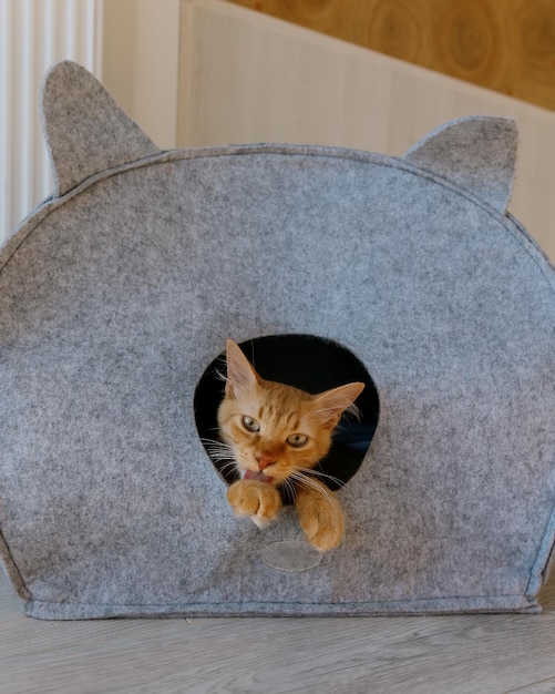 Red cat sits in a felt cat house and licks his paw.