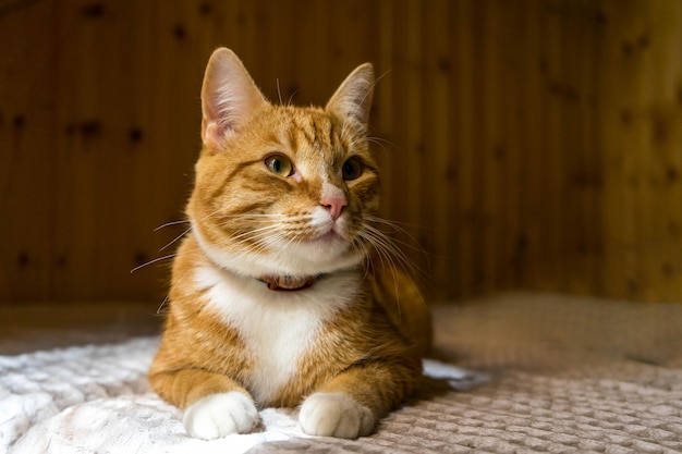 Red cat sleeps under a gray knitted plaid High quality photo