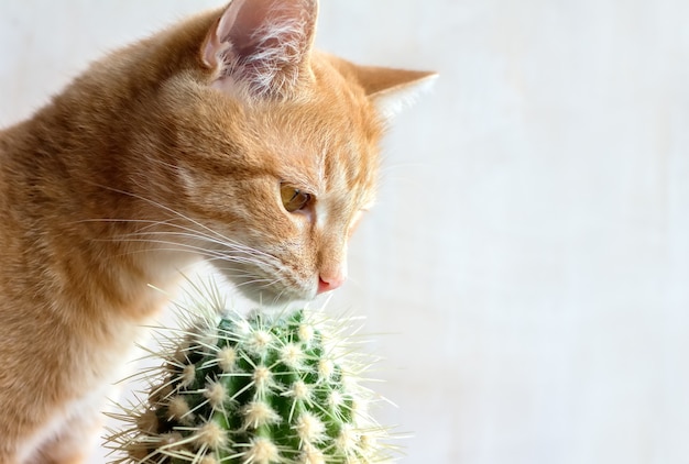 Red cat sniffing cactus on the window at home