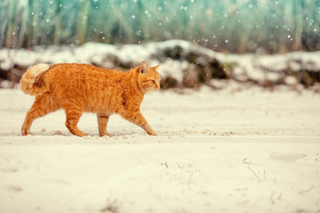 Red cat walking outdoor in the snow