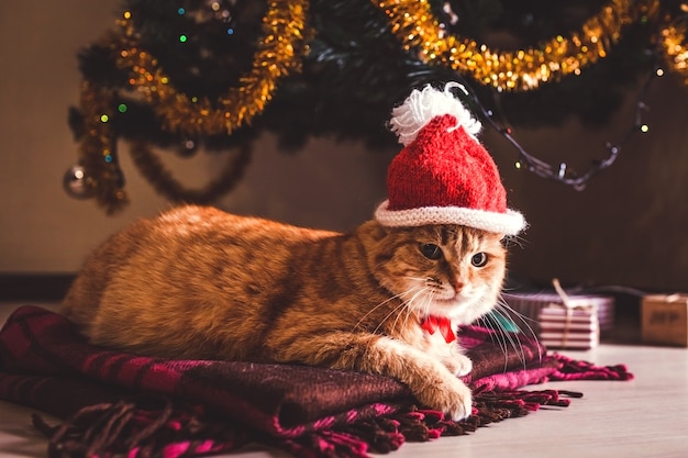 Red cat wears Santa's hat lying under Christmas tree.