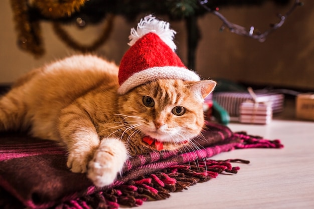 Red cat wears Santa's hat lying under Christmas tree.