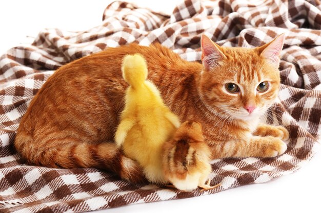 Red cat with cute duckling and chicken on plaid close up