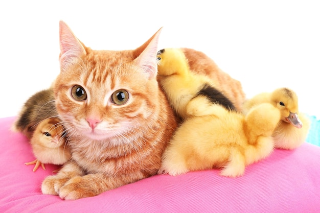 Red cat with cute ducklings on pink pillow close up