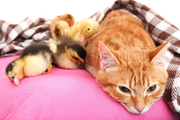 Red cat with cute ducklings on pink pillow close up