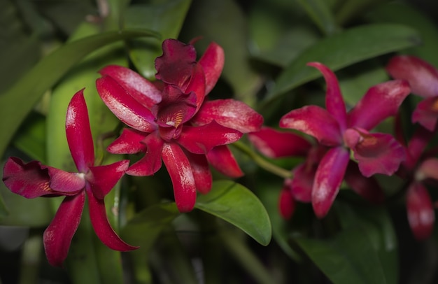 red cattleya orchid flower on dark background