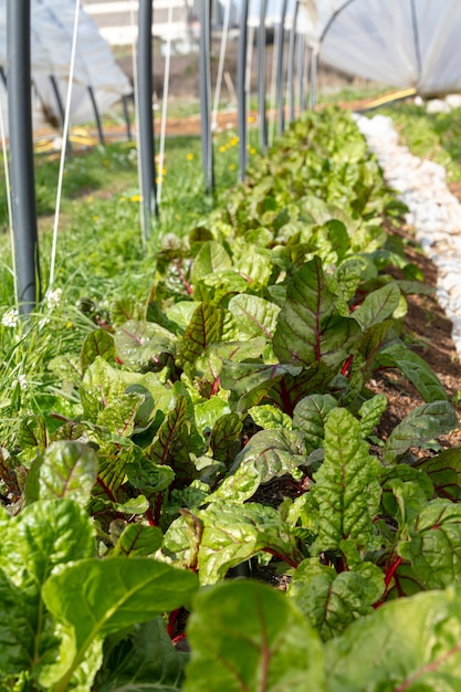 Red chard grown in a greenhouse to grow earlier in the season