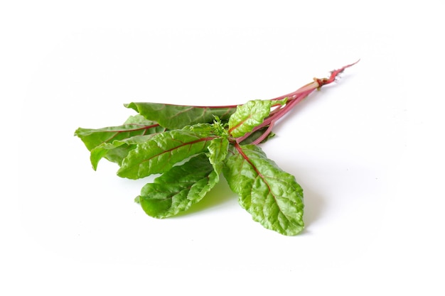 Red chard leaves on a white background. Useful edible plant close-up. Leaf beet harvest.