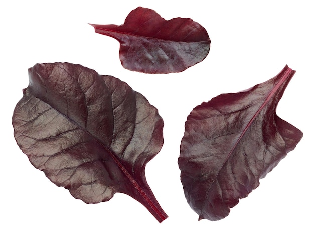 Red chard leaves on white isolated background a healthy and tasty salad ingredient