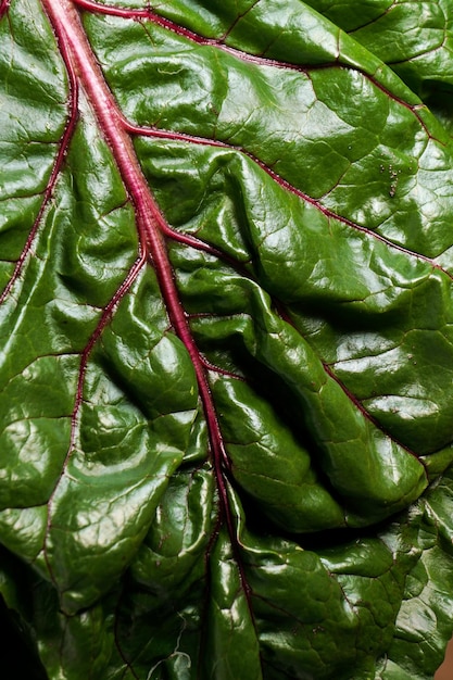 Red chard macro harsh light