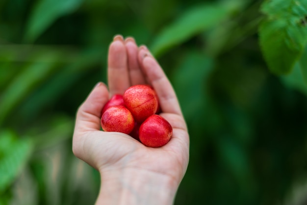 Red cherries on green background