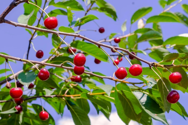 Red cherries on the tree