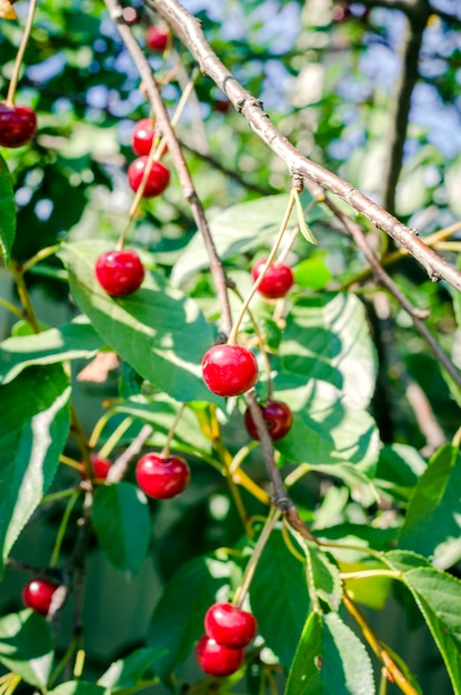 Red cherries on the tree