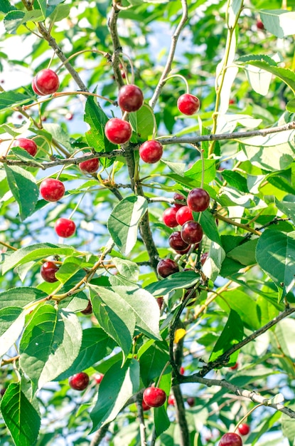 Red cherries on the tree