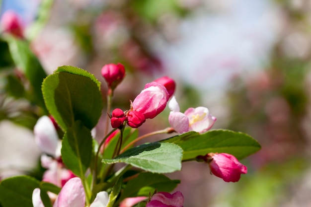 Red cherry blossom in spring