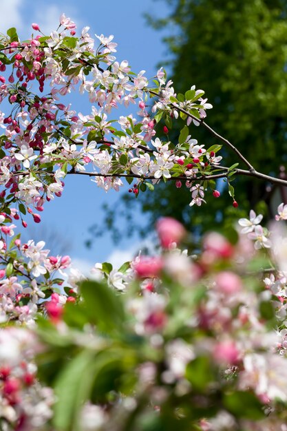 Red cherry blossom in spring