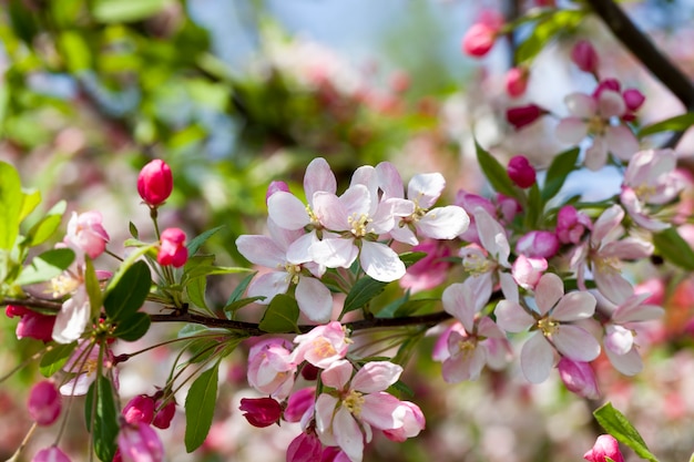 Red cherry blossom in spring