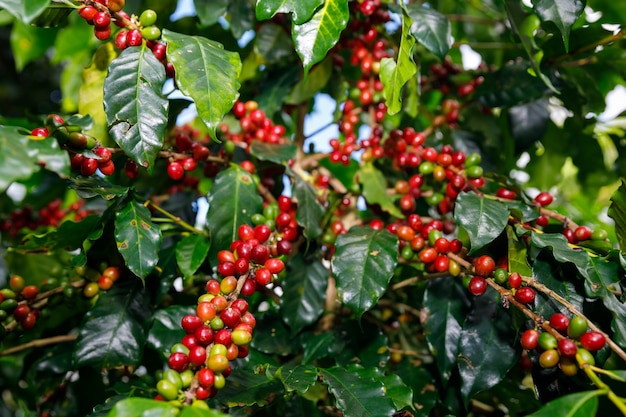 Red Cherry coffee beans organic 100% of coffee plant before harvesting at chiang rai Thailand