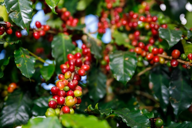 Red Cherry coffee beans organic 100% of coffee plant before harvesting at chiang rai Thailand