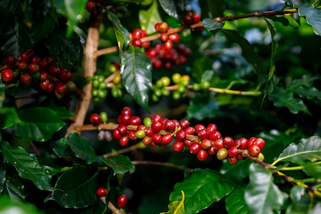 Red Cherry coffee beans organic 100% of coffee plant before harvesting at chiang rai Thailand