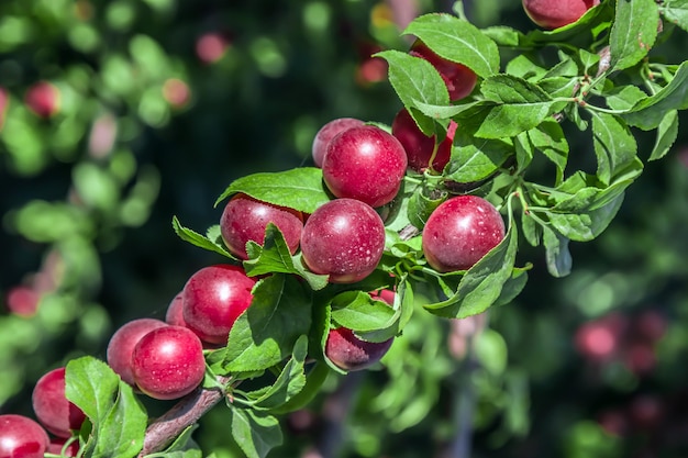 Red cherry plum ripen on a branch Small red fruits on the branches of a shrub