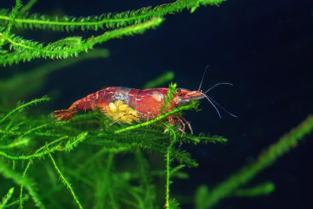 Red Cherry Shrimp Female with Eggs