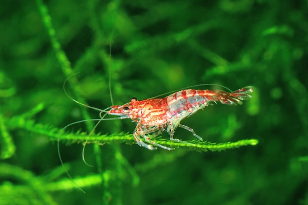 Red Cherry Shrimp on a moss