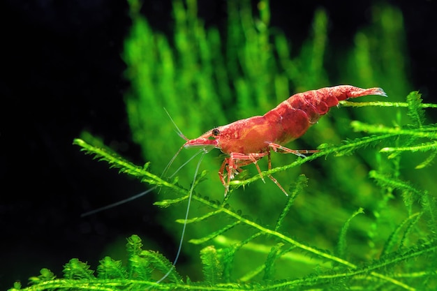 Red Cherry Shrimp on a moss