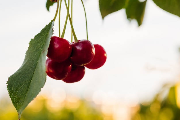 Red cherry on a tree branch