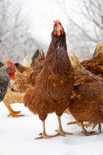 Red chicken on a blurred snowy background