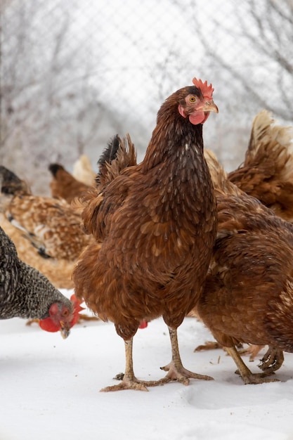 Red chicken on a blurred snowy background