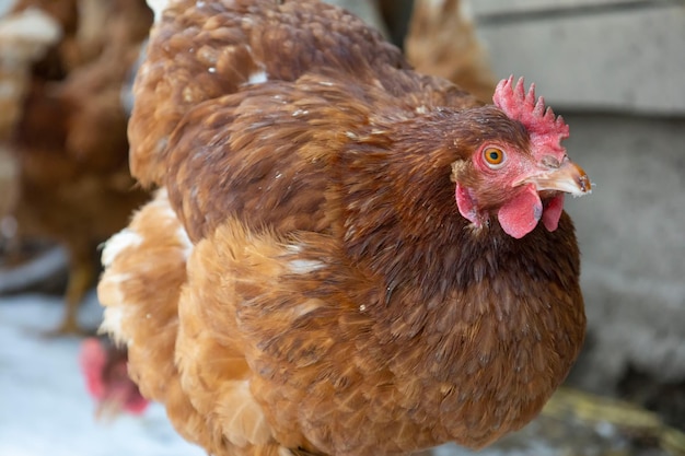 Red chicken on a blurred snowy background