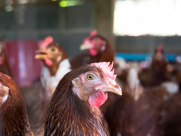 Red chicken in a henhouse