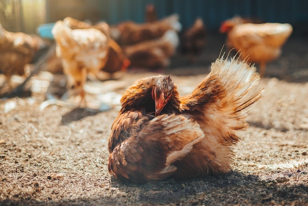 Red chicken in paddock at farm