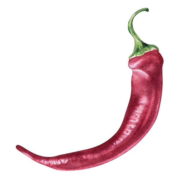 Red chili hot pepper watercolor illustration isolated on white background