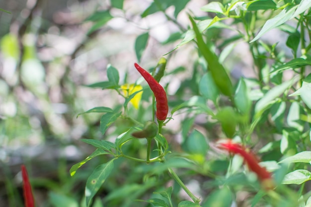 Red chili pepper growing in the garden